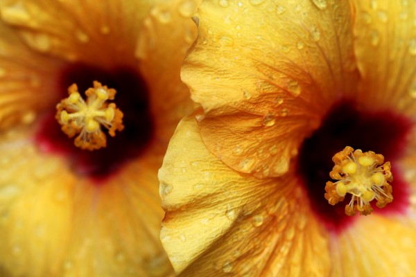Tropical Treat by Deb Oppermann